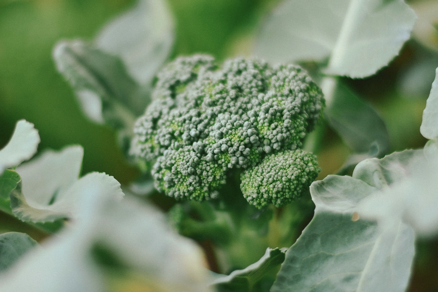 close up picture of broccoli 